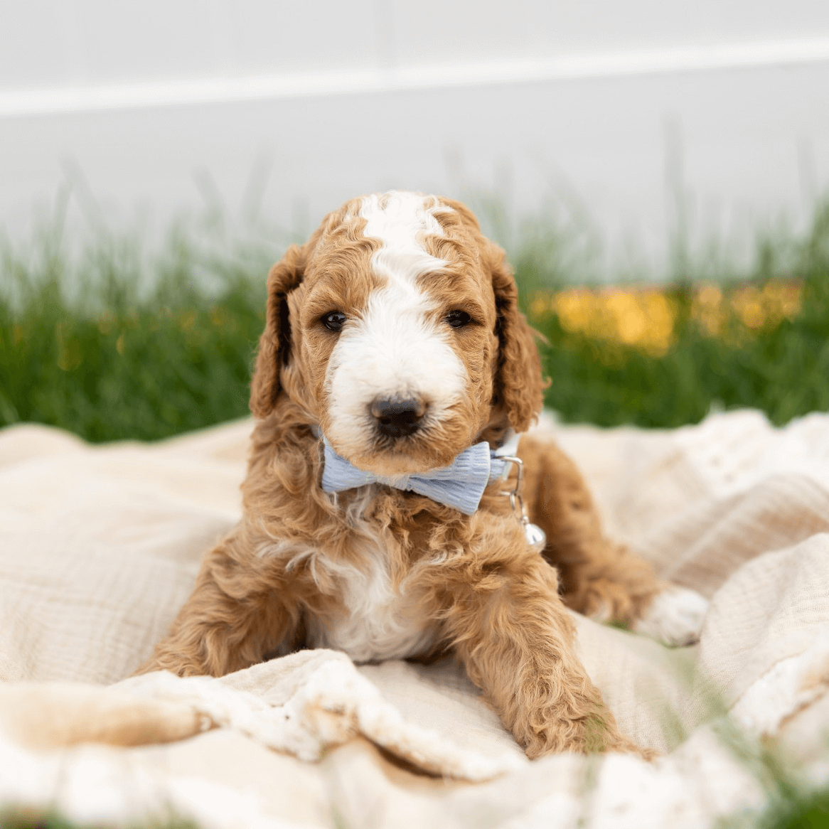 goldendoodle-final